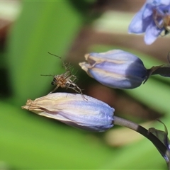 Oxyopes gracilipes at Greenway, ACT - 1 Oct 2024