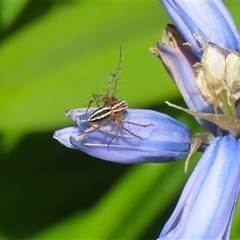 Oxyopes gracilipes at Greenway, ACT - 1 Oct 2024