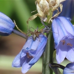 Oxyopes gracilipes at Greenway, ACT - 1 Oct 2024