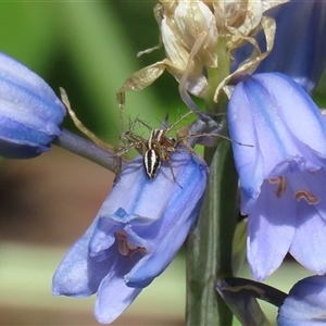 Oxyopes gracilipes at Greenway, ACT - 1 Oct 2024