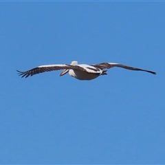 Pelecanus conspicillatus (Australian Pelican) at Greenway, ACT - 1 Oct 2024 by RodDeb