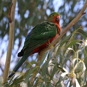 Alisterus scapularis at Greenway, ACT - 1 Oct 2024