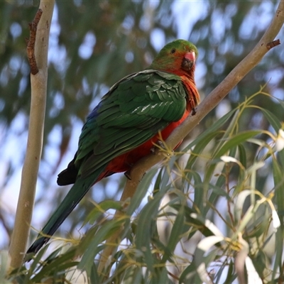Alisterus scapularis (Australian King-Parrot) at Greenway, ACT - 1 Oct 2024 by RodDeb