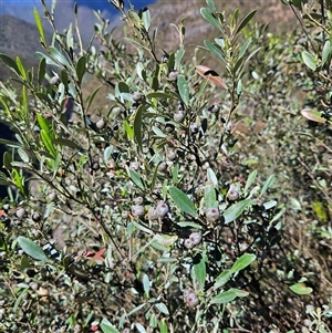 Beyeria viscosa at Bungonia, NSW - 1 Oct 2024