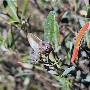 Beyeria viscosa at Bungonia, NSW - 1 Oct 2024