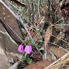 Tetratheca ciliata by Span102