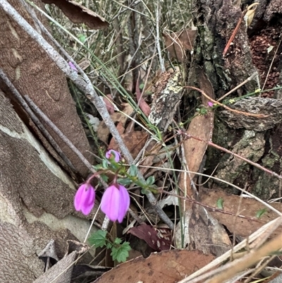 Tetratheca ciliata at Mittagong, NSW - 27 Sep 2024 by Span102