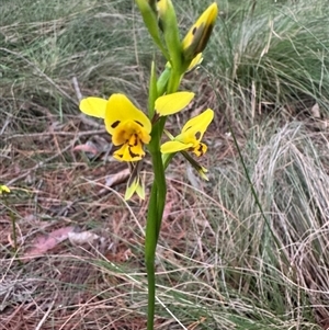 Diuris sulphurea at Mittagong, NSW - suppressed