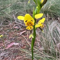 Diuris sulphurea at Mittagong, NSW - suppressed