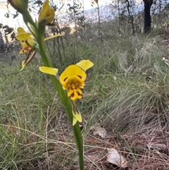 Diuris sulphurea at Mittagong, NSW - suppressed