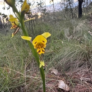 Diuris sulphurea at Mittagong, NSW - suppressed