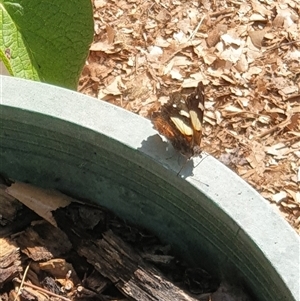 Vanessa itea at Ainslie, ACT - 1 Oct 2024 10:04 AM