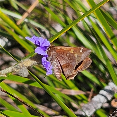 Toxidia doubledayi (Lilac Grass-skipper) at Bungonia, NSW - 1 Oct 2024 by MatthewFrawley