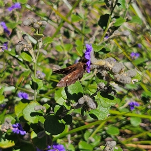 Toxidia doubledayi at Bungonia, NSW - 1 Oct 2024 01:29 PM