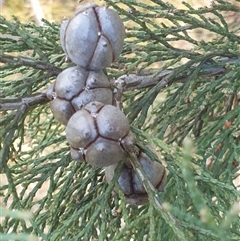 Callitris endlicheri (Black Cypress Pine) at Ainslie, ACT - 28 Sep 2024 by Jeanette