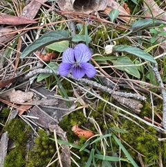 Viola betonicifolia (Mountain Violet) at Alpine, NSW - 27 Sep 2024 by Span102