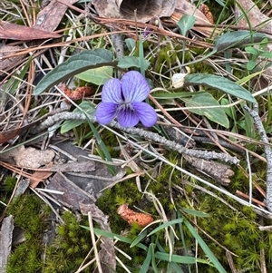 Viola betonicifolia at Alpine, NSW - 27 Sep 2024