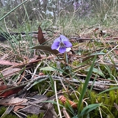 Viola betonicifolia at Alpine, NSW - 27 Sep 2024