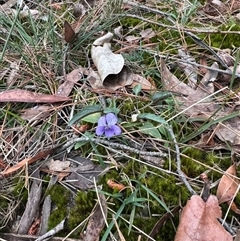 Viola betonicifolia at Alpine, NSW - suppressed