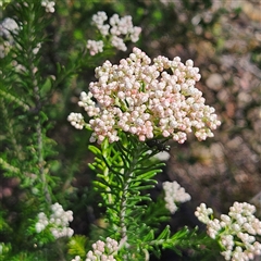 Ozothamnus diosmifolius (Rice Flower, White Dogwood, Sago Bush) at Bungonia, NSW - 1 Oct 2024 by MatthewFrawley