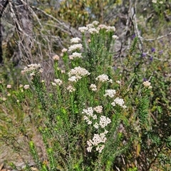 Ozothamnus diosmifolius at Bungonia, NSW - 1 Oct 2024 01:32 PM