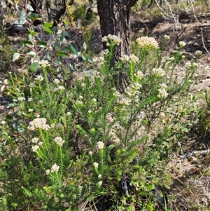 Ozothamnus diosmifolius at Bungonia, NSW - 1 Oct 2024 01:32 PM