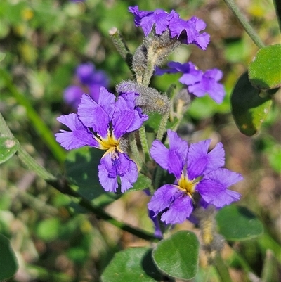 Dampiera purpurea (Purple Dampiera) at Bungonia, NSW - 1 Oct 2024 by MatthewFrawley