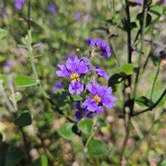 Dampiera purpurea at Bungonia, NSW - 1 Oct 2024