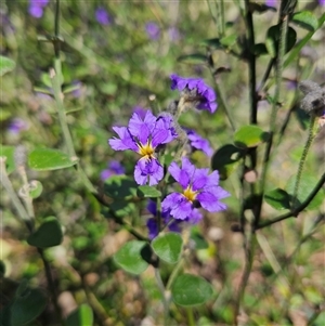 Dampiera purpurea at Bungonia, NSW - 1 Oct 2024