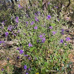 Dampiera purpurea at Bungonia, NSW - 1 Oct 2024