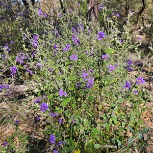 Dampiera purpurea at Bungonia, NSW - 1 Oct 2024