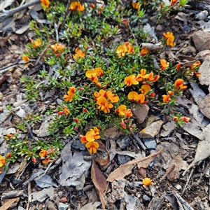 Pultenaea microphylla at Bungonia, NSW - 1 Oct 2024