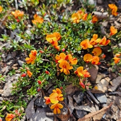 Pultenaea microphylla at Bungonia, NSW - 1 Oct 2024