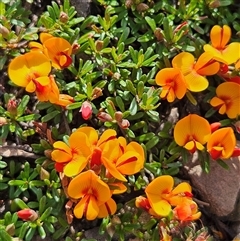 Pultenaea microphylla at Bungonia, NSW - 1 Oct 2024