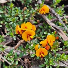 Pultenaea microphylla at Bungonia, NSW - 1 Oct 2024