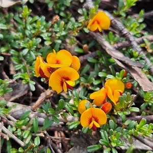 Pultenaea microphylla at Bungonia, NSW - 1 Oct 2024