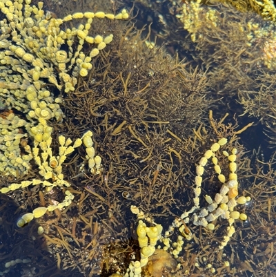 Alga / Cyanobacterium at Malua Bay, NSW - 1 Oct 2024 by Hejor1