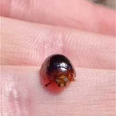 Paropsisterna sp. (genus) at Bungendore, NSW - suppressed