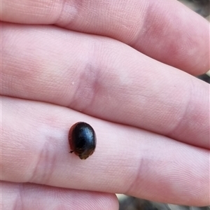 Paropsisterna sp. (genus) at Bungendore, NSW - suppressed