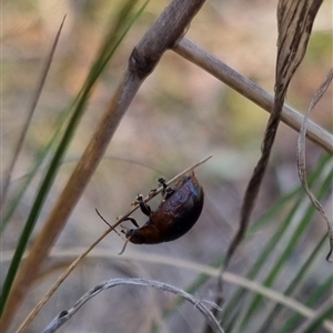 Paropsisterna sp. (genus) at Bungendore, NSW - suppressed