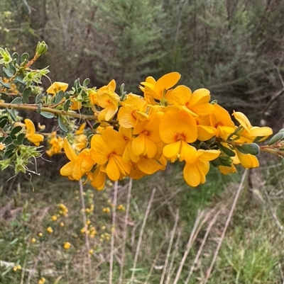 Unidentified Other Shrub at Alpine, NSW - 29 Sep 2024 by Span102