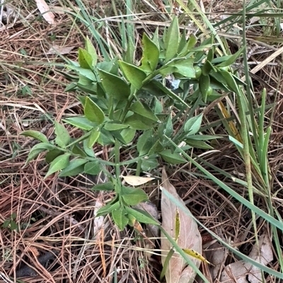 Unidentified Other Shrub at Mittagong, NSW - 29 Sep 2024 by Span102