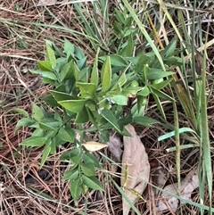 Unverified at suppressed - suppressed