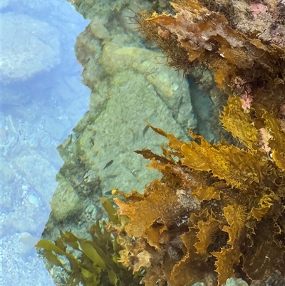 Ecklonia radiata at Malua Bay, NSW - 1 Oct 2024 by Hejor1