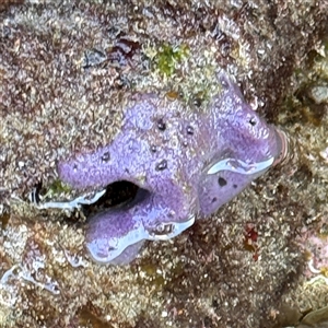 Porifera sp. at Malua Bay, NSW - 1 Oct 2024