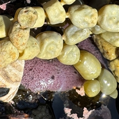 Porifera sp. at Malua Bay, NSW - 1 Oct 2024