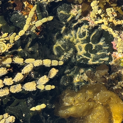 Alga / Cyanobacterium at Malua Bay, NSW - 1 Oct 2024 by Hejor1