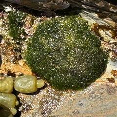 Cladophora feredayi at Malua Bay, NSW - 1 Oct 2024 by Hejor1