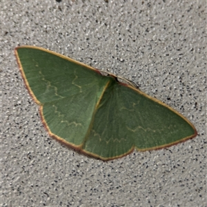 Chlorocoma dichloraria at Surf Beach, NSW - 1 Oct 2024