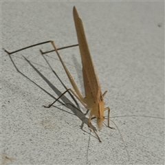 Polichne parvicauda at Surf Beach, NSW - 1 Oct 2024